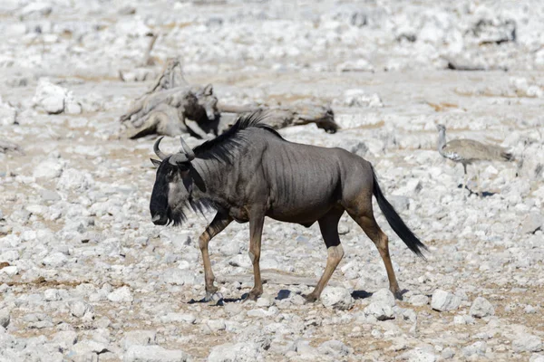 Wild Gnu Antelope African National Park — Stock Photo, Image