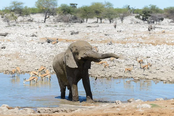 Elefante Africano Salvaje Abrevadero Sabana — Foto de Stock