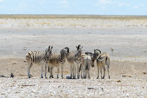 Cebras Silvestres Caminando Sabana Africana —  Fotos de Stock