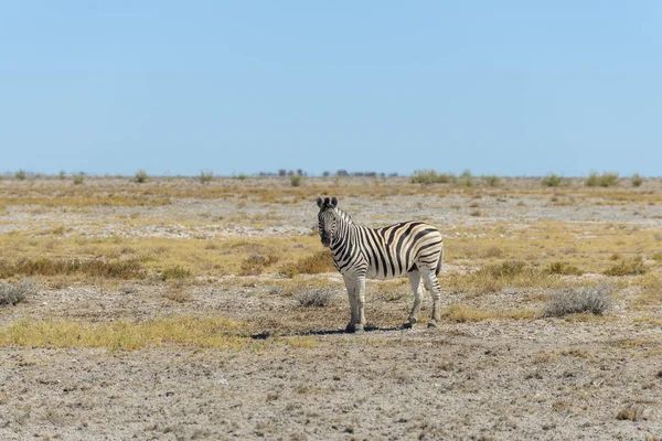 アフリカのサバンナを歩いて野生のシマウマ — ストック写真