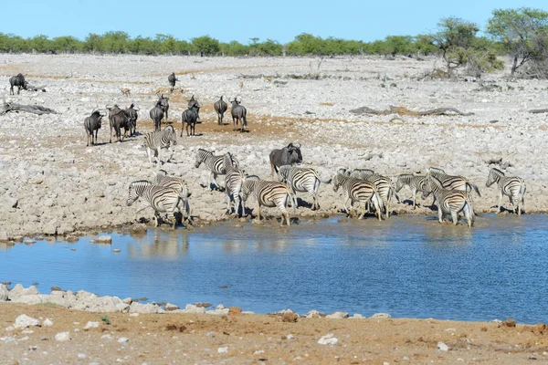 Дикі Африканські Тварини Гнуті Гнуті Гнуті Спрінгбок Зебра Питна Вода — стокове фото
