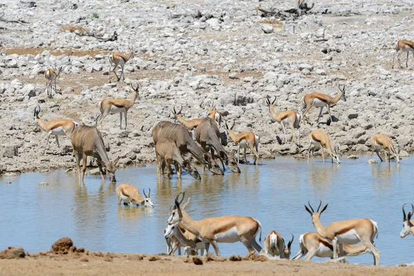 Afrika Savana Vahşi Kudu Antilop — Stok fotoğraf