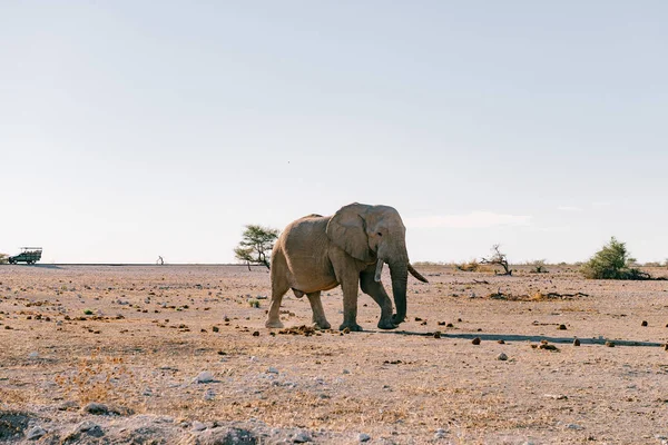 Wilde Elefanten Der Afrikanischen Savanne — Stockfoto
