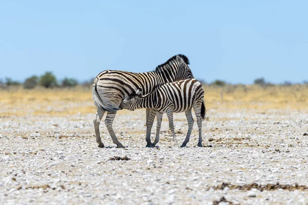 在非洲大草原上行走的野生斑马妈妈 — 图库照片