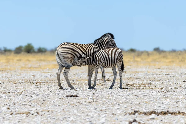 Wild Zebra Matki Cub Spaceru Afrykańskiej Sawanny — Zdjęcie stockowe