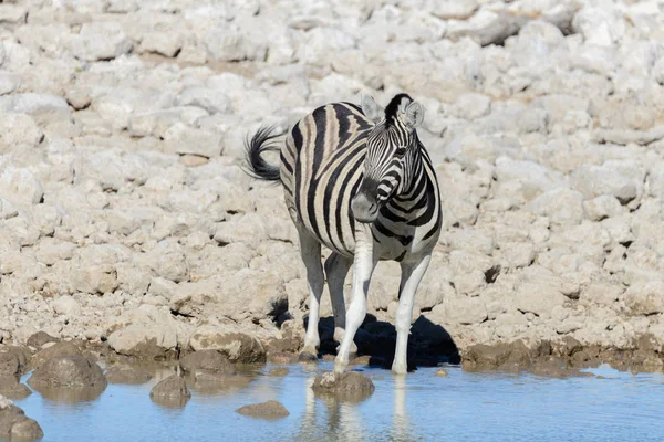 Wild African Animals Gnu Kudu Orix Springbok Zebras Drinking Water — 图库照片