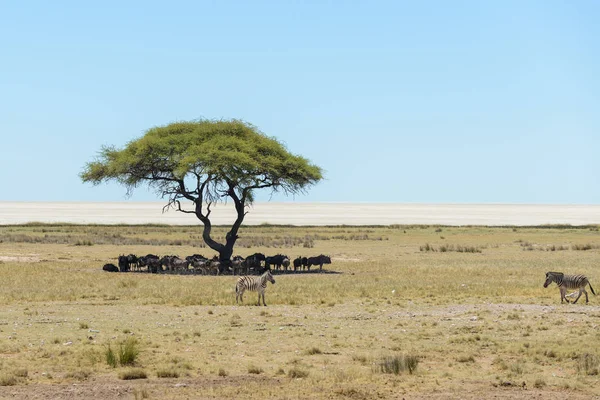 Mandria Gnu Selvatici Sotto Albero Nella Savana Africana — Foto Stock