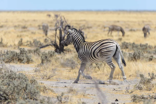 在非洲大草原上行走的野生斑马 — 图库照片