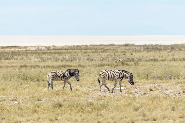 Zebras Selvagens Caminhando Savana Africana — Fotografia de Stock