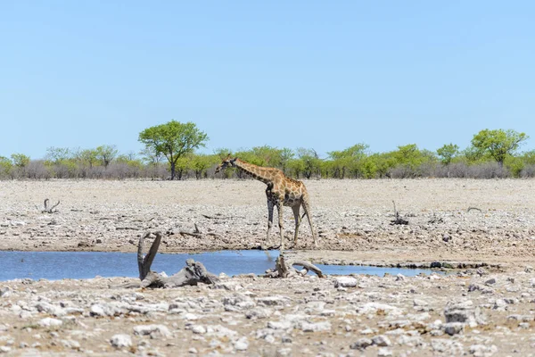 Girafe Eau Potable Sur Trou Eau Dans Savane Africaine — Photo