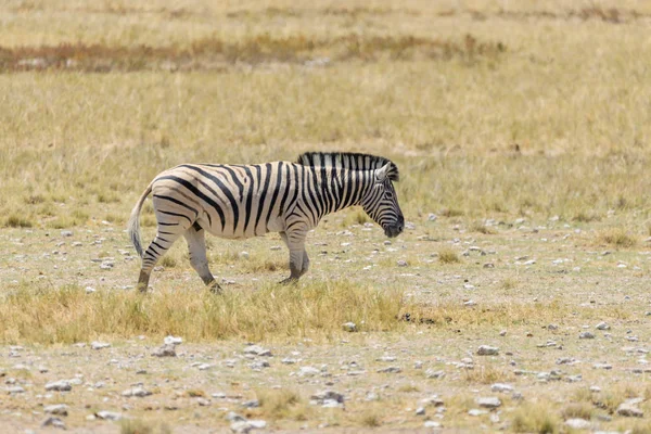 Zèbre Sauvage Marchant Dans Savane Africaine Gros Plan — Photo