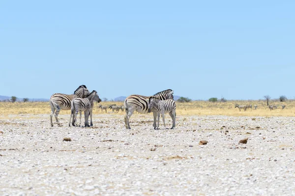 Zebras Selvagens Caminhando Savana Africana — Fotografia de Stock