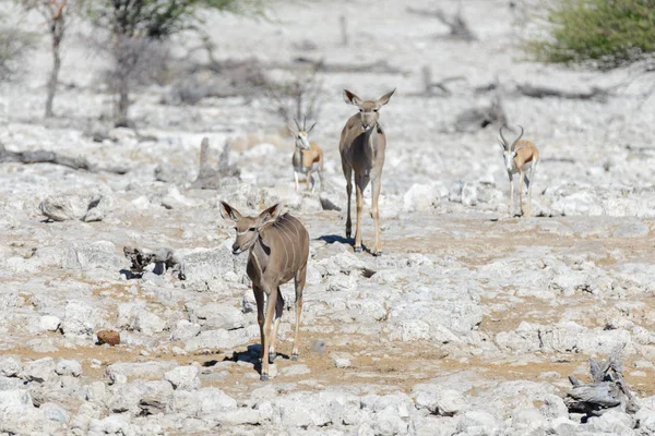 Antílopes Kudu Salvajes Sabana Africana —  Fotos de Stock