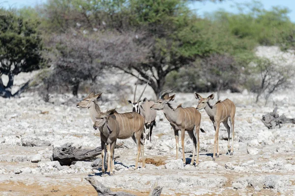 Wild Koedoe Antilopen Afrikaanse Savanne — Stockfoto