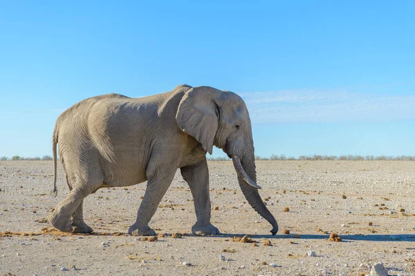 Éléphant Sauvage Marchant Dans Savane Africaine — Photo