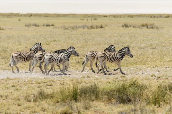 在非洲大草原上奔跑的野生斑马群 — 图库照片
