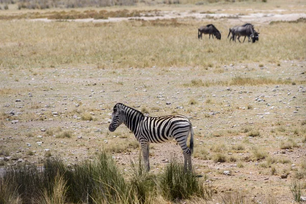 Séta Afrikai Szavanna Vad Zebra Közelről — Stock Fotó
