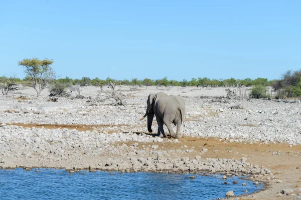 Elefante Africano Salvaje Caminando Sabana — Foto de Stock