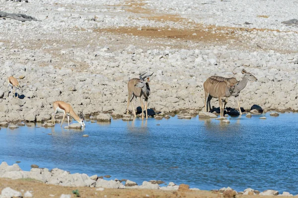 아프리카 사바나에서 Kudu — 스톡 사진