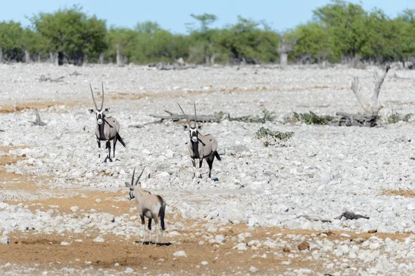 Antílope Oryx Selvagem Savana Africana — Fotografia de Stock