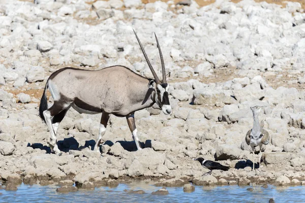 Wild Oryx Antilopen Afrikaanse Savanne — Stockfoto