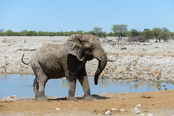 Afrikanischer Elefant Wasserloch Der Savanne — Stockfoto