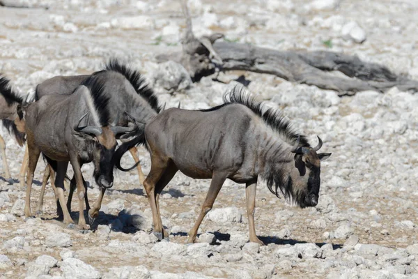 Antílope Gnu Salvaje Parque Nacional Africano — Foto de Stock