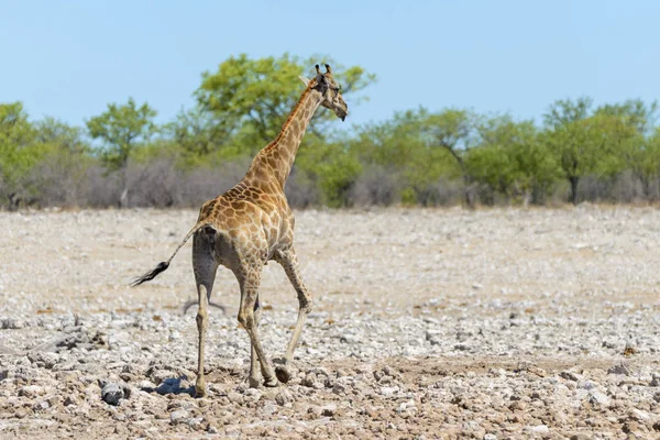 Žirafa Napajedlo Africké Savaně — Stock fotografie