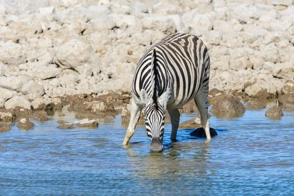 Zebras Selvagens Água Potável Buraco Água Savana Africana — Fotografia de Stock