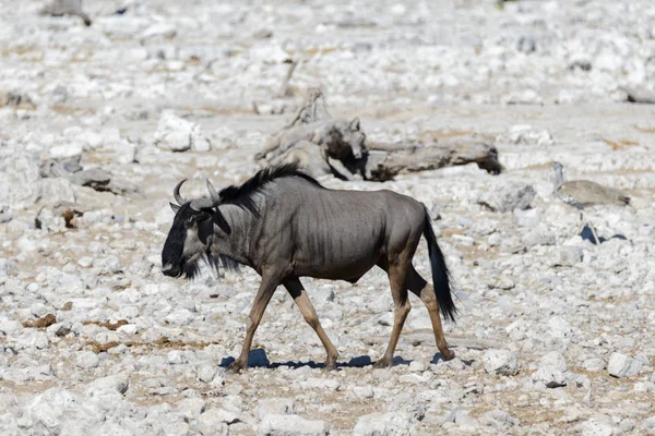 Vad Gnu Antilop Ban Afrikai Nemzeti Park — Stock Fotó