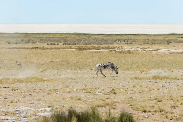 Divoké Zebry Africké Savaně — Stock fotografie