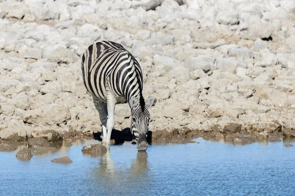 Zebry Dzikiej Wody Pitnej Waterhole Afrykańskiej Sawanny — Zdjęcie stockowe