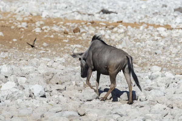 Antylopy Gnu Dziki African National Park — Zdjęcie stockowe