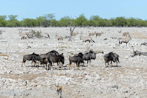 Vad Gnu Antilop Ban Afrikai Nemzeti Park — Stock Fotó