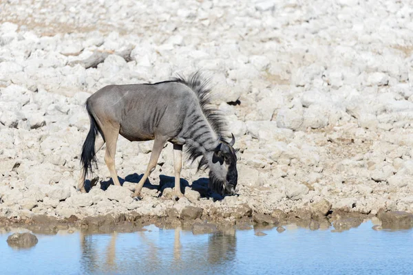 Antilope Gnu Sauvage Dans Parc National Africain — Photo