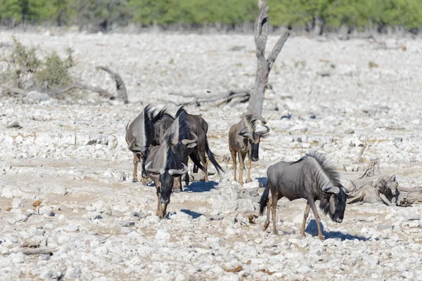 Animali Selvatici Africani Gnu Kudu Orix Springbok Zebre Acqua Potabile — Foto Stock