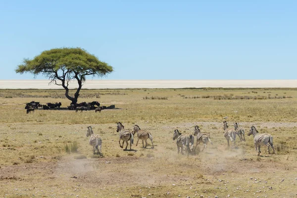 Άγρια Ζέβρες Αγέλη Τρέχει Στην Αφρικανική Σαβάνα — Φωτογραφία Αρχείου