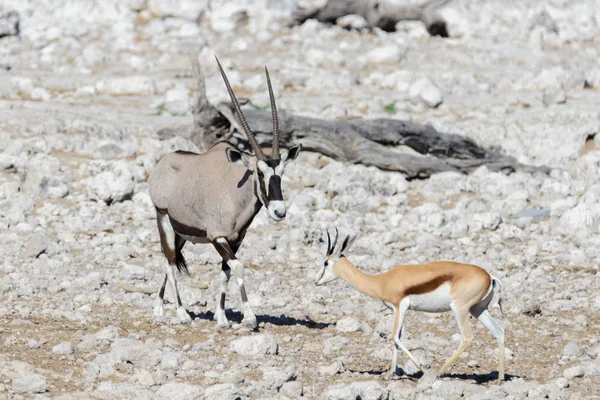 Afrika Savana Vahşi Afrika Antilobu Antilop — Stok fotoğraf