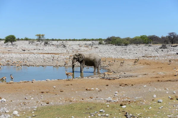 Elefante Africano Salvaje Abrevadero Sabana —  Fotos de Stock