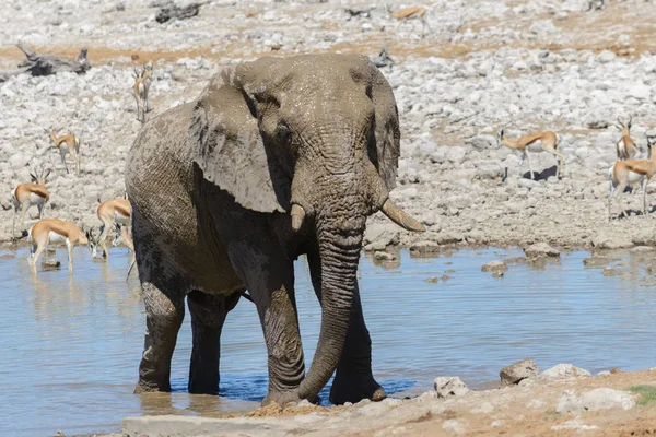 Divoký Slon Africký Napajedlo Savaně — Stock fotografie