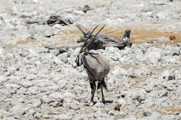 Vilda Oryx Antilop Den Afrikanska Savannen — Stockfoto