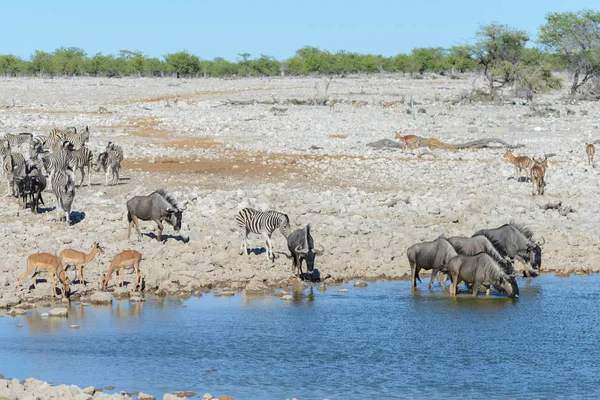 Vad Gnu Antilop Ban Afrikai Nemzeti Park — Stock Fotó