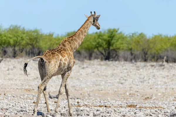 Giraffa Sulla Pozza Acqua Nella Savana Africana — Foto Stock