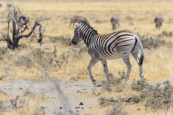 Zèbres Sauvages Marchant Dans Savane Africaine — Photo