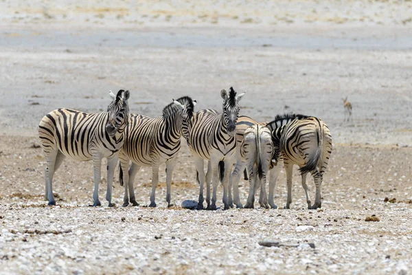 Zebras Selvagens Caminhando Savana Africana — Fotografia de Stock