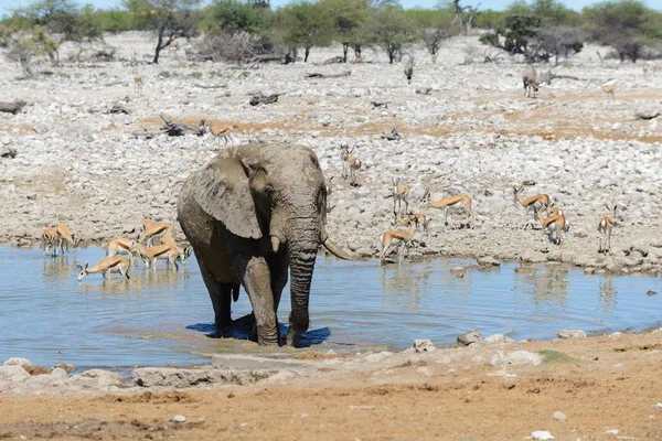 Salbatic Elefant African Waterhole Savanna — Fotografie, imagine de stoc