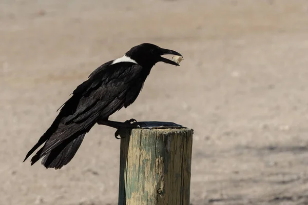 Африканская Сосновая Ворона Corvus Albus Сидит Африканской Саванне — стоковое фото