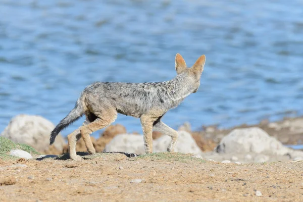 アフリカのサバンナで滝壺にジャッカル — ストック写真