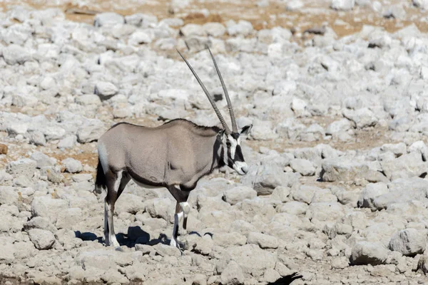 Vad Kardszarvú Antilop Afrikai Szavanna — Stock Fotó