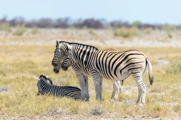 Wild Zebra Spaceru Afrykańskiej Sawanny — Zdjęcie stockowe